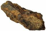 Fossil Hadrosaur (Edmontosaurus) Partial Tooth - Wyoming #323959-1
